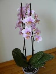 We did not find results for: Jenis Anggrek Rumah Dan Namanya Jenis Phalaenopsis Dan Penjagaan