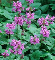 Image result for Bauhinia macrantha