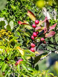 Image result for Allocassine