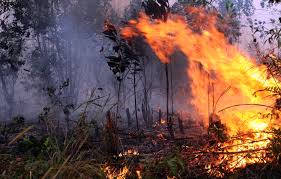 Kebakaran hutan di gunung ciremai. Kemarau Akibatkan Hutan Gunung Ciremai Kebakaran Kbk Kantor Berita Kemanusiaan