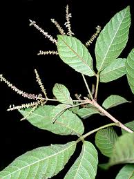 Image result for Allophylus