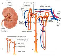 What Is The General Direction Of Filtrate And Material Movement In And Out Of The Nephron S Structural Components Final Ex Renal Renal Disease Kidney Disease