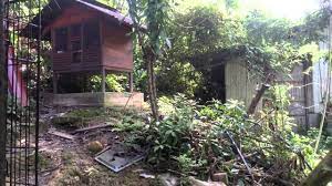 Model reban ayam tertutup i. Ayam Hutan Ori Datang Ke Reban Youtube