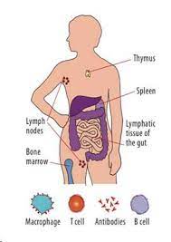 Stress And Your Immune System Immune System Stress Endocrine System