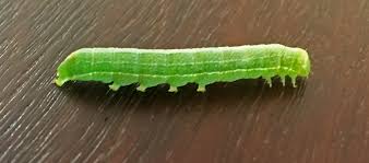 What Is This 3cm Green Caterpillar From Northern California