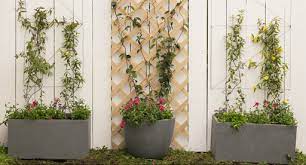The heady fragrance, colorful flowers, and edible fruits make it one of the most desirable climbing plants you can have in your garden. Micro Garden Guide