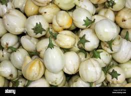 Image result for Solanum aethiopicum