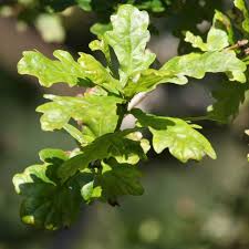Oak tree roots have a symbiotic relationship with a type of soil fungi, called mycorrhiza, which live in most soils. English Oak 60 90cm Bare Root Hedges Direct Uk