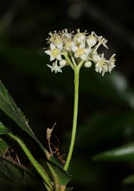 Image result for Lasiodiscus pervillei