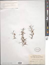 Image result for Anticharis senegalensis