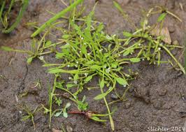 Image result for Limosella