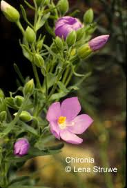 Image result for Chironia