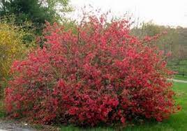 160 Plants For A Japanese Garden Ideas Japanese Garden Plants Garden