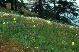 Maybe you would like to learn more about one of these? Spring At Washington Park Anacortes Wnps Blog Botanical Rambles