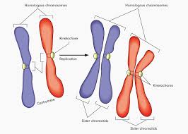 A pair of sister chromatids is called a dyad. Metaphase I Biology Dictionary
