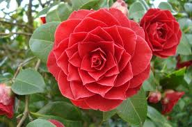 Middlemist Red Rare Flowers Flowers Types Of Flowers
