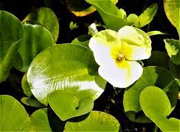 Buying from world of water will guarantee the highest quality pond plants, direct from our uk growers. Pond Plant Water Poppy 3 Live Plants Buy Online In United Arab Emirates At Desertcart Ae Productid 68617339