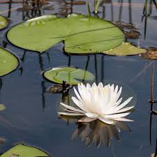 Image result for Nymphaeaceae