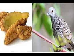 Manfaat kacang hijau buat perkututподробнее. Manfaat Kencur Dan Merica Untuk Perkutut Rajin Manggung By Burung Walet