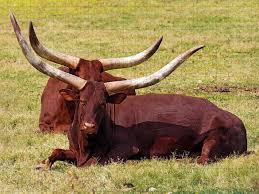 Check out our texas puzzle selection for the very best in unique or custom, handmade pieces from our puzzles shops. Couple Of Longhorn Cows Puzzle For Sale By Rafael Elias