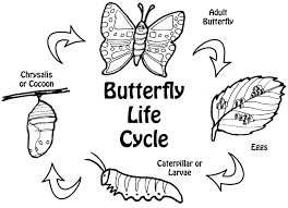 Butterfly Life Cycle Coloring Pages Free Printable Coloring Pages Butterfly Life Cycle Life Cycles Butterfly Coloring Page