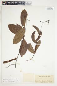 Image result for Dictyophleba lucida