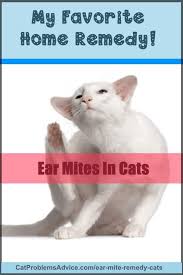 My Ear Mite Remedy Cats Won T Mind Too Much It S Easy Non Toxic And Effective In Getting Rid Of Ear Mite Symptoms In Your Cat Symptoms Cat Ear Mites Cat Care