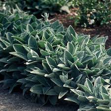 Lambs ear plant with white and yellow flowers. Stachys Byzantina Helen Von Stein Large Leafed Lambs Ear High Country Gardens