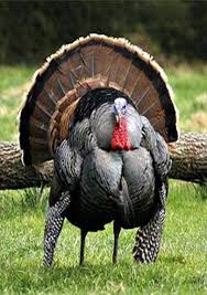 Big Birds That Look Like Turkeys Turkey Is A Large Bird In The Genus Meleagris Wild Turkey Pet Birds Animals Beautiful