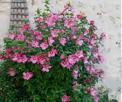 We did not find results for: 9 Tipos De Plantas Que Todo Jardim Precisa Ter