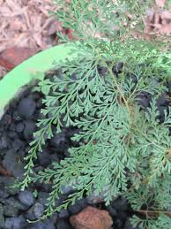 Image result for Odontosoria