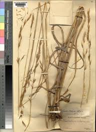 Image result for Tristachya lualabaensis