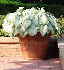 Fertilize caladiums every two weeks in the growing season. Planting Caladium Bulbs Tips And Information On Growing These Ugly Bulbs Into Beautiful Season Long Displays Of Color