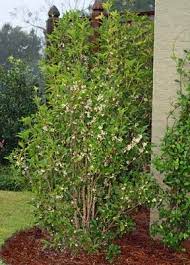 Southern Lagniappe Sweet Olive Heaven Scent Olive Trees Landscape Garden Shrubs Planting Flowers