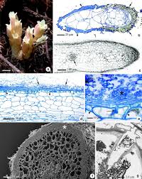 Jan 07, 2020 · we are very grateful to you all for your patronage and support over the years. Subterranean Morphology And Mycorrhizal Structures Springerlink