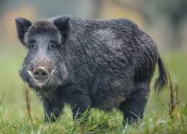 Wild boar is the religion animal of fo. Hunting Wild Boar In Turkey Optimum Wild Boars