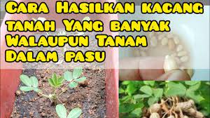 Testimoni kacang tanah gdm organik. Cara Tanam Kacang Tanah Dalam Pasu Little Kebun Youtube
