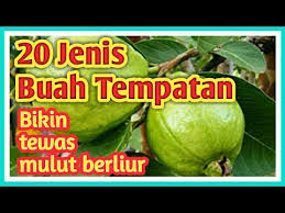 4.1 menyebut dan memahami 4. Part 3 Kenali 20 Jenis Buah Buahan Tempatan Yang Bikin Berliur Mulut Sedap Sangat Youtube
