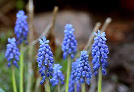 10 Beautiful Blue Foods And Edible Decorations Grapes Prickly Pear Flowers Fragrant Flowers