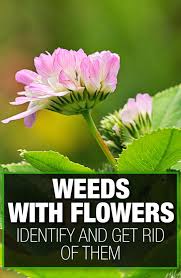 Flower names names associated with flowers. Can T Identify Weed Our Guide With Pictures