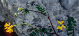 Image result for Cyclocarpa