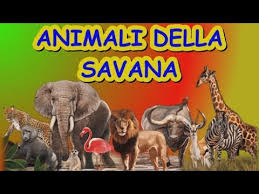 Questa pagina ti permette di trovare un nome de bambino africano, poi tutti i nomi. I Nomi Degli Animali Della Savana Youtube