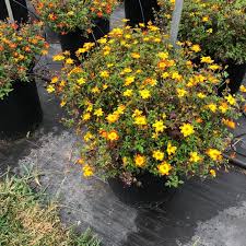 Image result for Bidens baumii