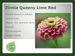 Zinnia elegans queeny lime red. Flowers Ornamentals New Varieties For Ppt Download