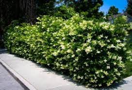 We did not find results for: Buy Privet Hedge Online Ligustrum For Sale The Tree Center