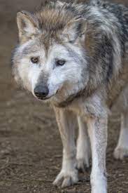 M728 George Mexican Gray Wolf Mexican Gray Wolf Grey Wolf Wolf