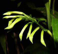 Image result for Corymborkis