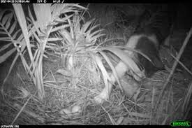 We get to see these feral or unsocialized. Feral Cats On Kaua I Caught Preying On Endangered Species