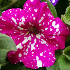 Flor De Ruth