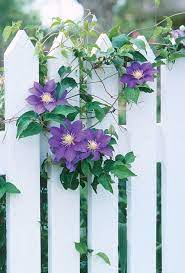 Vine with purple flowers in georgia. High Octane Vines Georgia Gardening Web Articles Climbing Flowers Flower Fence Garden Vines
